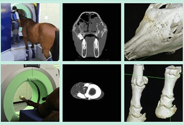 Equine Diagnostic Imaging | Luis Rey Equine Hospital